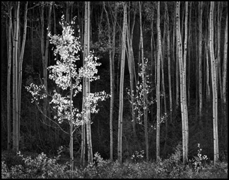 AA_Aspens_Horizontal