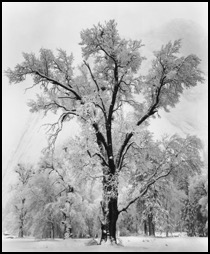 AA_OakTree_Snowstorm